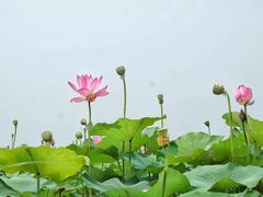 iphone_upload_pic-白洋淀风景区