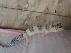 -萌兽医馆·眼科·异宠专科(三里屯店)