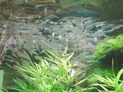 -迪拜水族馆及水下动物园