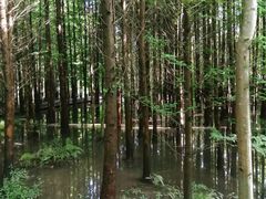 -桤木河湿地公园