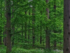 -黄海国家森林公园