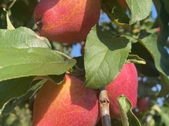 -庆岭迎宾园正宗活鱼馆