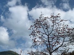 -海南霸王岭国家森林公园