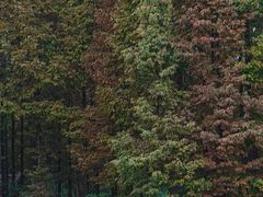 -桤木河湿地公园