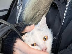 -瑞派福兴宠物医院犬猫全科·骨科·中西医结合(河东店)