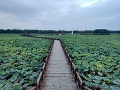 -荷塘月色湿地公园·向阳花洲
