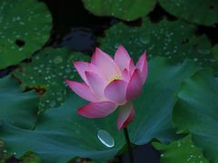 -荔湾湖公园