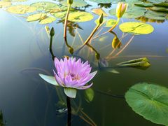 -国家植物园南园