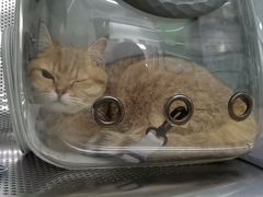 -瑞派动物医院·猫专科·至诚(江南中分院)