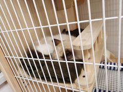 -猫宠乐园·专业洗护