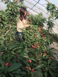 -蓝呗呗蓝莓草莓采摘园(通州区马驹桥店)