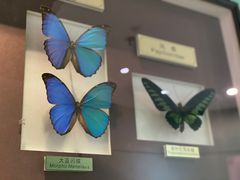 -上海昆虫博物馆