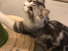 -飞行喵MR PILOT|猫舍·猫咖(静安大融城店)