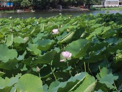 -荔湾湖公园