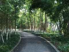 -桤木河湿地公园