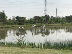 -上海长兴岛郊野公园