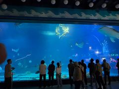 -烟台海昌鲸鲨海洋公园