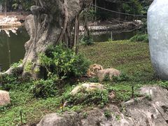 -深圳野生动物园
