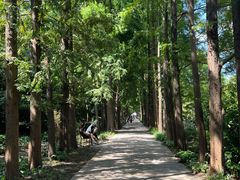 -上海滨江森林公园
