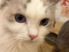-Let's go狗咖·猫咖·奶狗·桌游(春熙路IFS店)