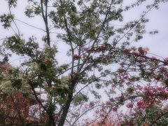 -西安青龙寺遗址景区