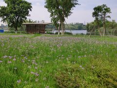 -白鹭湾湿地公园