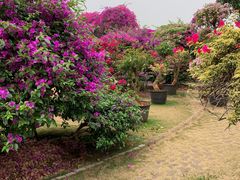 -中国科学院西双版纳热带植物园