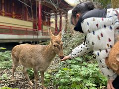 -都江堰玫瑰花溪谷