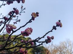 -无锡梅园公园