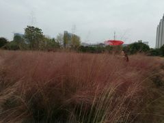 -艾溪湖湿地公园