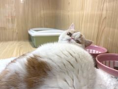 -屋虎猫馆(宝安大仟里店)