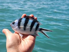 -小猫钓鱼海钓俱乐部(椰梦长廊店)