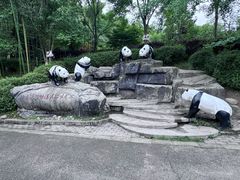 -都江堰中华大熊猫苑
