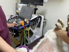-美联众合动物医院·24h京西诊疗中心