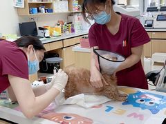 -美联众合动物医院·24h京西诊疗中心
