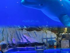 -海合安青岛极地海洋公园