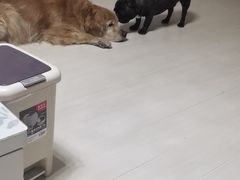 -波姐宠物家庭寄养