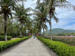 -亚龙湾国际玫瑰谷
