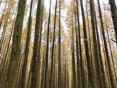 -山王坪喀斯特国家生态公园
