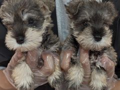 -翊宠yipet猫狗购宠庄园犬舍•猫舍