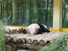 -杭州野生动物世界