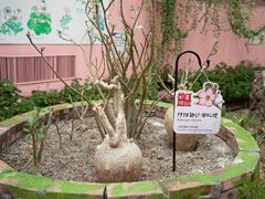 -正佳雨林生态植物园