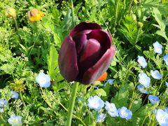 -上海共青森林公园