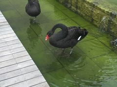 -行者书屋大堂吧 ·下午茶(南京圣和府邸酒店)