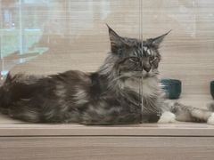 -飞行喵MR PILOT|猫舍·猫咖(静安大融城店)
