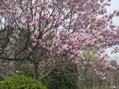 -洛阳市隋唐城遗址植物园