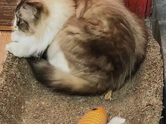 -白兔子密室(长寿路店)