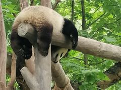 -都江堰中华大熊猫苑