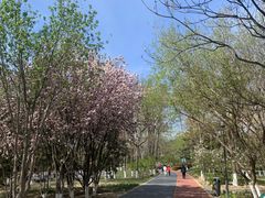 -大兴滨河森林公园