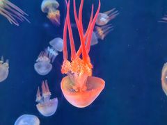 -海合安天津极地海洋公园
